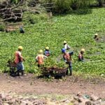 VECINOS DE DESARROLLÓ SAN PABLO EXIGEN LIMPIEZA DE BORDO