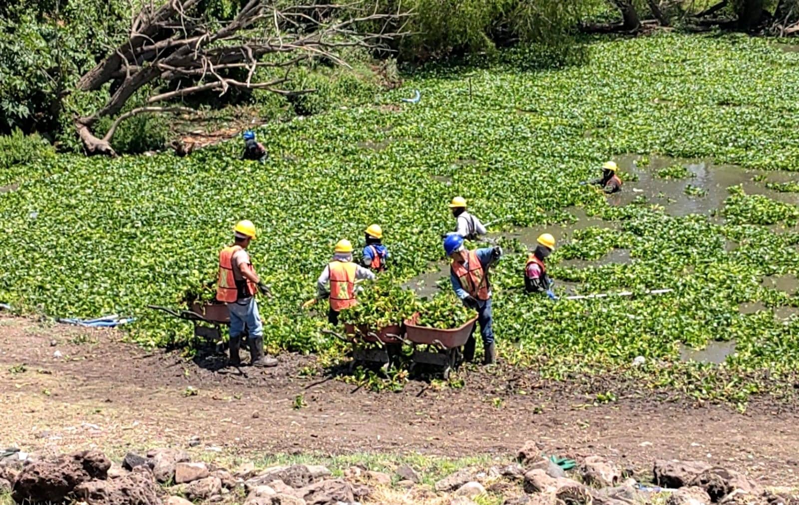 VECINOS DE DESARROLLÓ SAN PABLO EXIGEN LIMPIEZA DE BORDO
