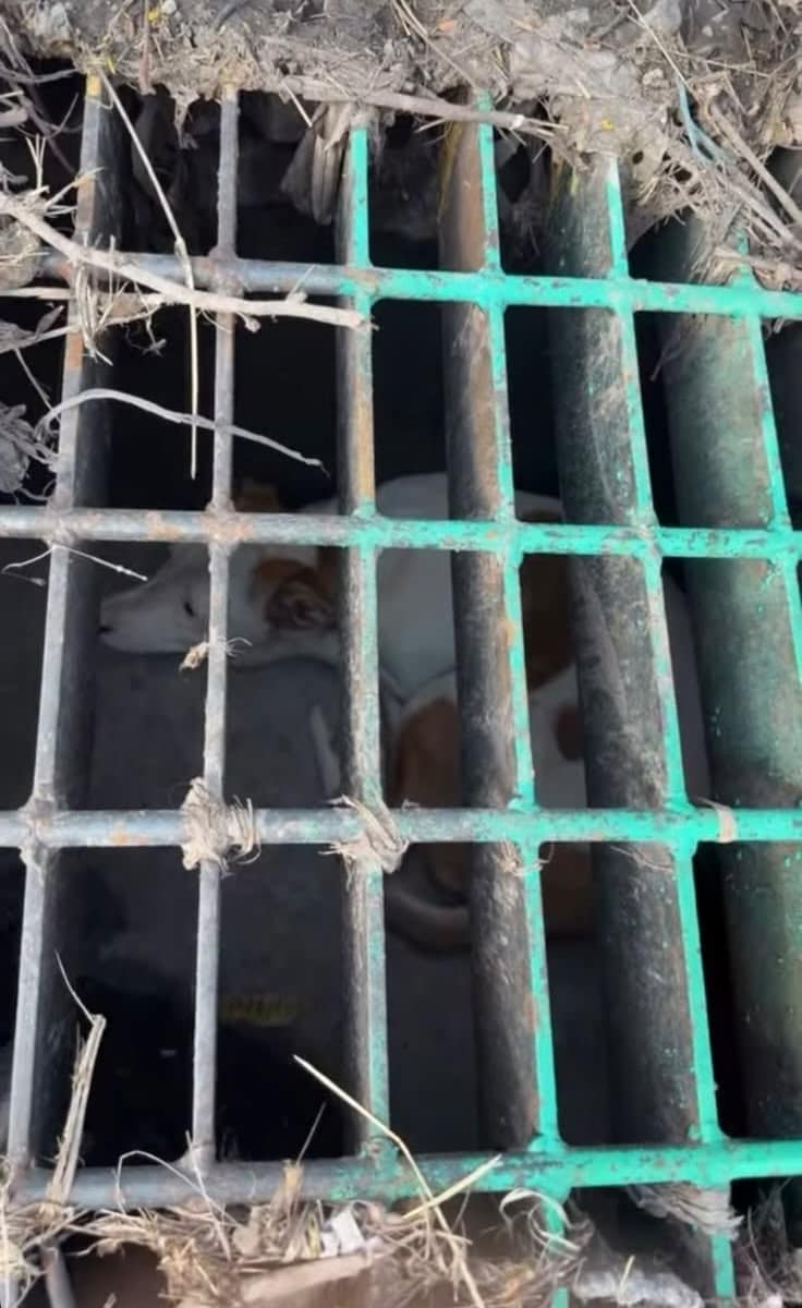 RESCATAN A PERRITO ATRAPADO EN REJILLA DE DESAGÜE