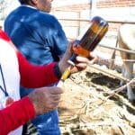 SE SUMAN 23 CASOS MÁS DE GUSANO BARRENADOR EN QUERÉTARO