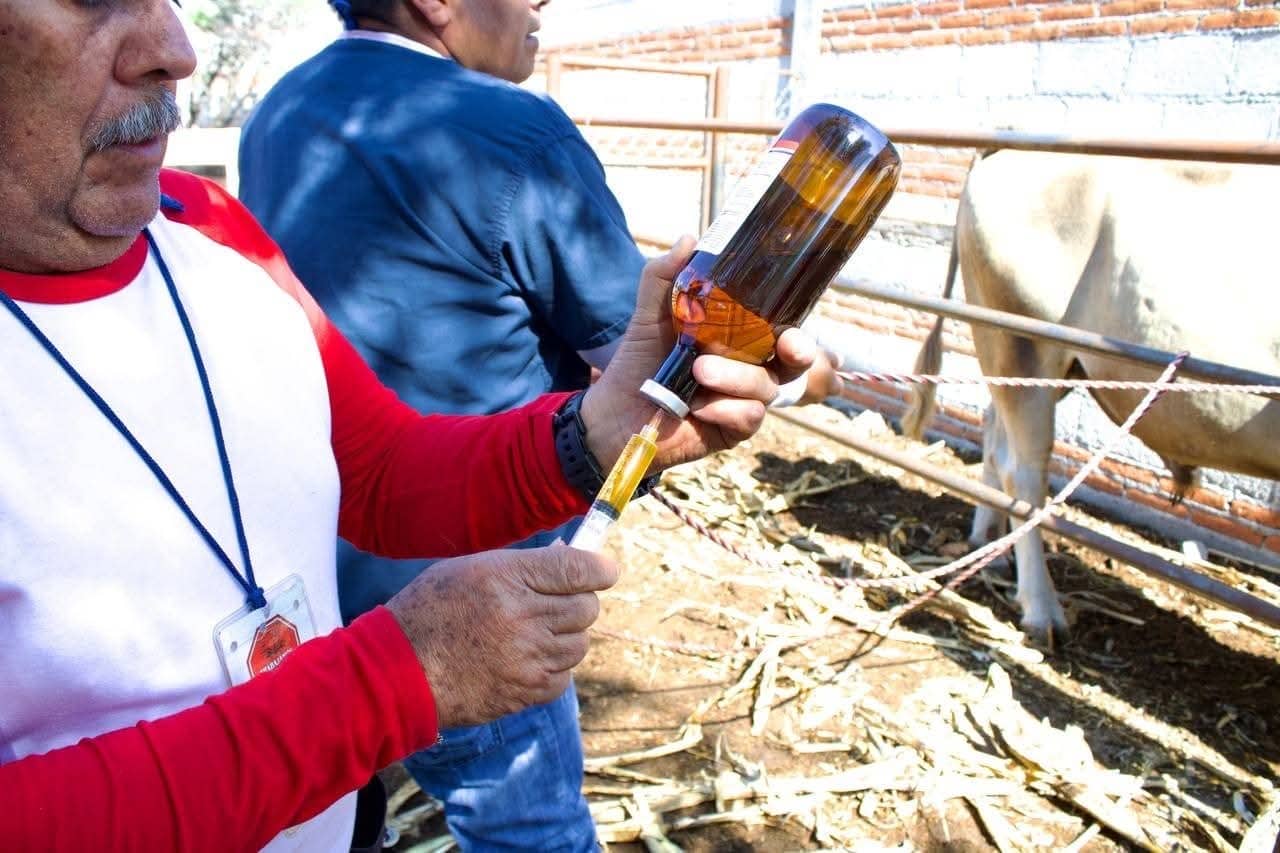 SE SUMAN 23 CASOS MÁS DE GUSANO BARRENADOR EN QUERÉTARO