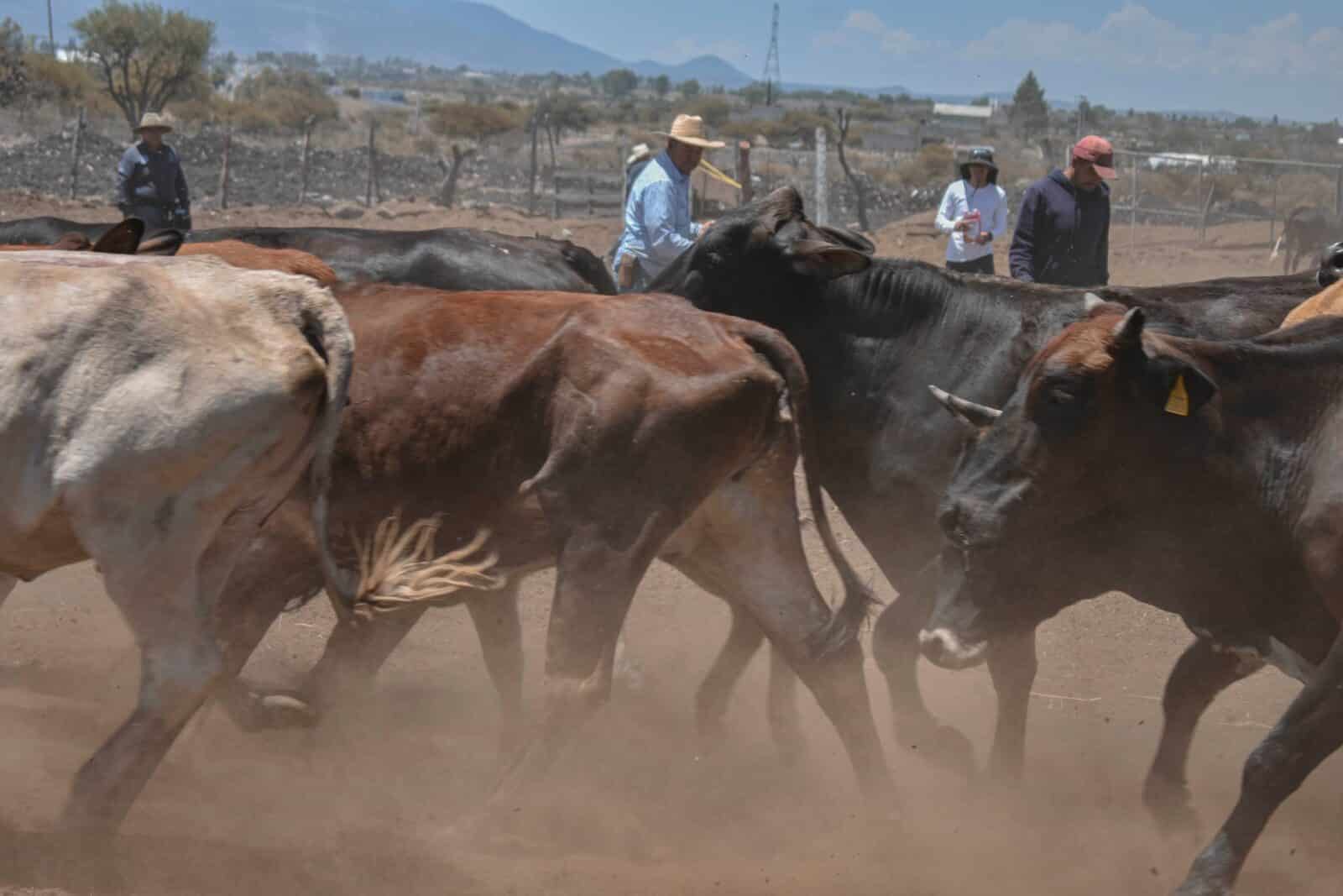 CORREGIDORA LLEVA JORNADA DE SALUD ANIMAL A LA CUEVA
