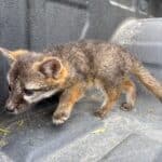 EL MARQUÉS RESCATA FAUNA SILVESTRE