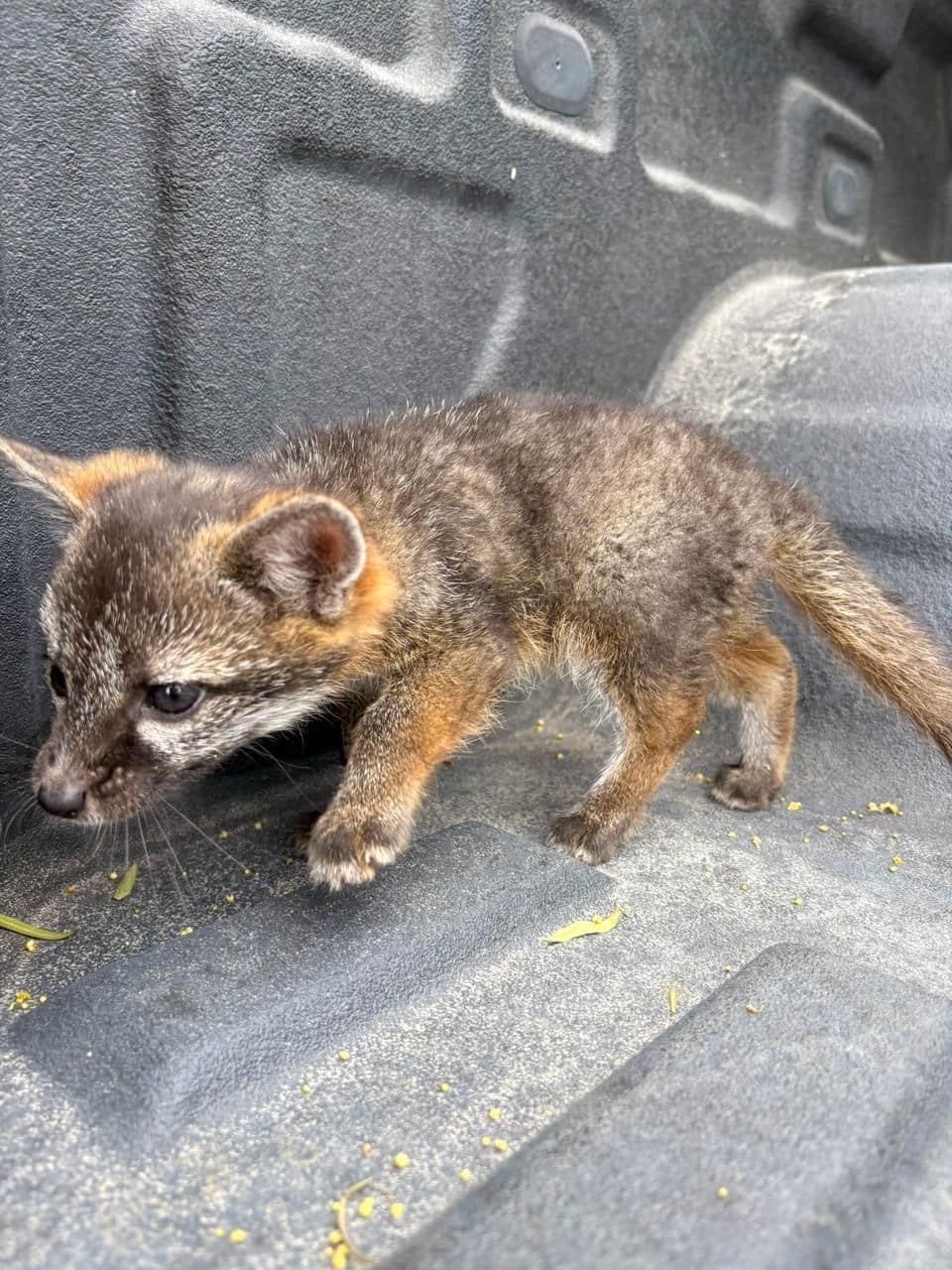 EL MARQUÉS RESCATA FAUNA SILVESTRE