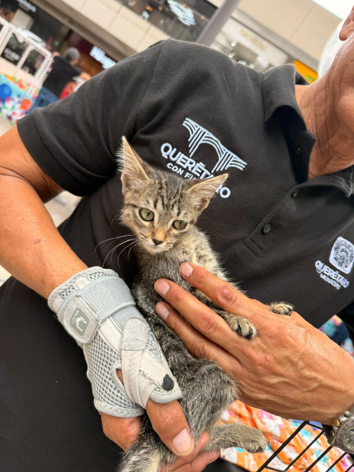 CAPITAL IMPULSA LA ADOPCIÓN DE GATITOS