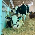 GARANTIZAN GANADO SANO EN LA FERIA DE QUERÉTARO