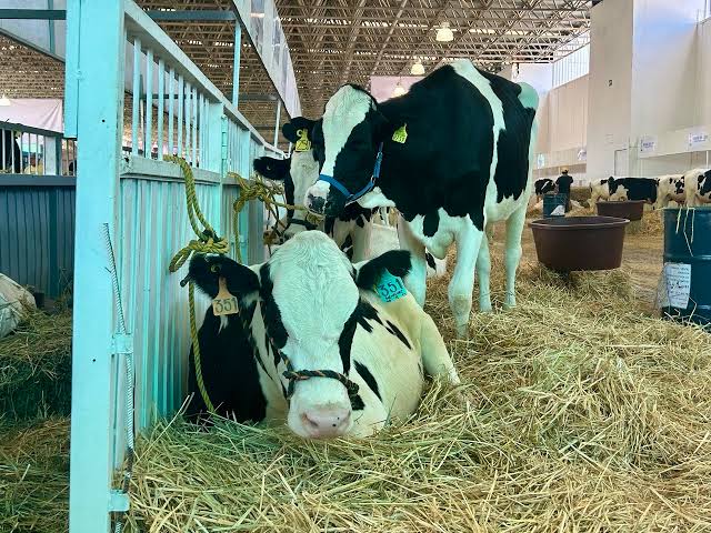 GARANTIZAN GANADO SANO EN LA FERIA DE QUERÉTARO