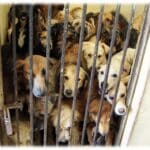 SENADORA DE MORENA ORDENÓ LA MUERTE DE 10 MIL PERRITOS CALLEJEROS