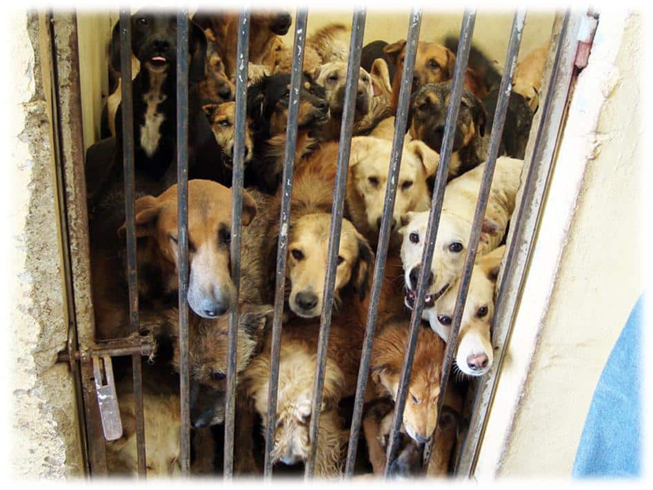 SENADORA DE MORENA ORDENÓ LA MUERTE DE 10 MIL PERRITOS CALLEJEROS