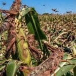 QUERÉTARO YA TRABAJA PARA CONTENER LA PLAGA DE LANGOSTAS