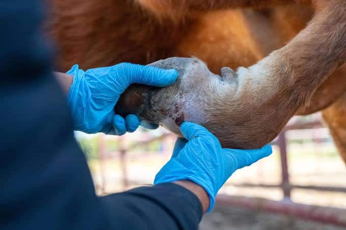 TEMPORADA INVERNAL DISMINUIRÍA CASOS DEL GUSANO BARRENADOR
