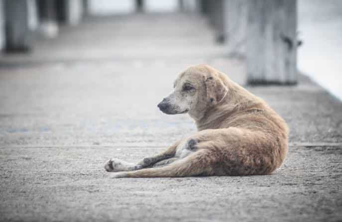 “DUERMEN” AL 85% DE PERRITOS ABANDONADOS