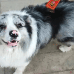 PERRO ES ROBADO Y SERVIDO EN PLATILLO EN RESTAURANTE DE CHINA