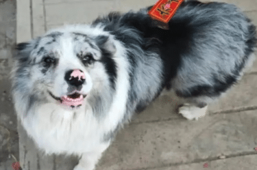 PERRO ES ROBADO Y SERVIDO EN PLATILLO EN RESTAURANTE DE CHINA