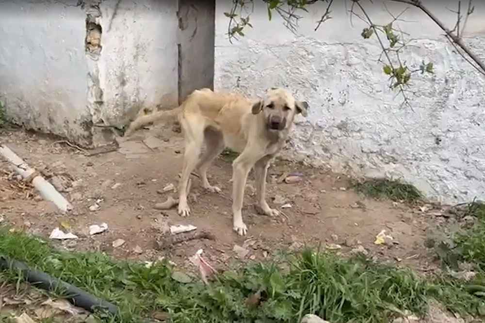 NO EXISTE PRESUPUESTO PARA CREACIÓN DE FISCALÍA ESPECIALIZADA PARA MASCOTAS
