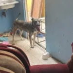 MENOR Y PERRITO ABANDONADOS SON RESCATADOS
