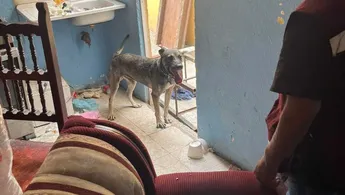 MENOR Y PERRITO ABANDONADOS SON RESCATADOS