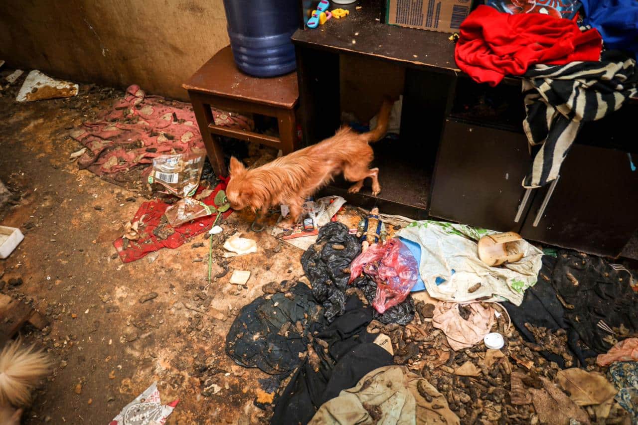 RESCATAN A 14 PERROS Y GATOS EN CONDICIONES DE INSALUBRIDAD