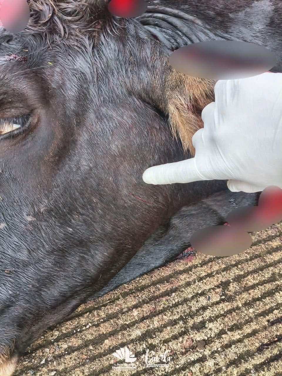 LOCALIZAN CABEZA DE GANADO SIN VIDA EN LA SIERRA
